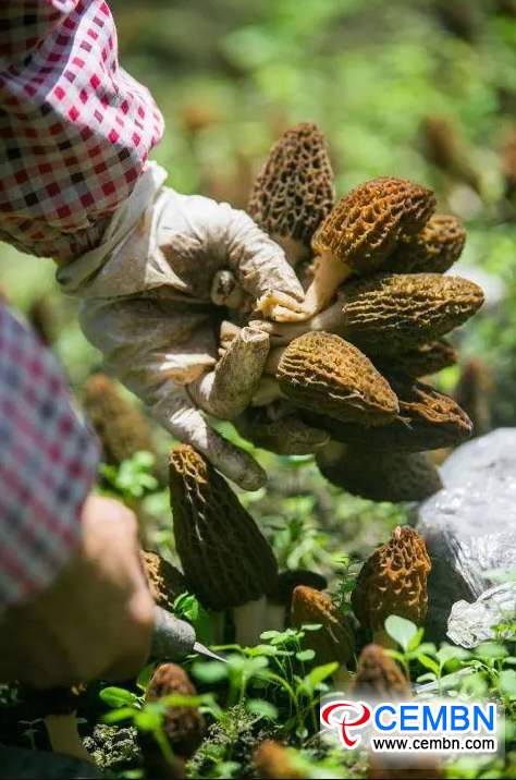 CEMBN annual output value Morel cultivation hits 4 million CNY detail