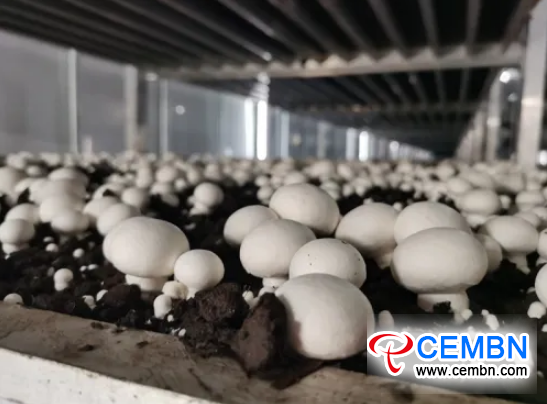 CEMBN Button mushrooms farmed in village eaten raw 2