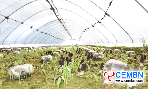 CEMBN In shed farmers grow rare mushroom gain 5000 CNY profits 2