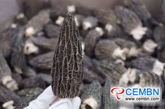 CEMBN Morel mushrooms valuing Swiss market Gansu Province China 2