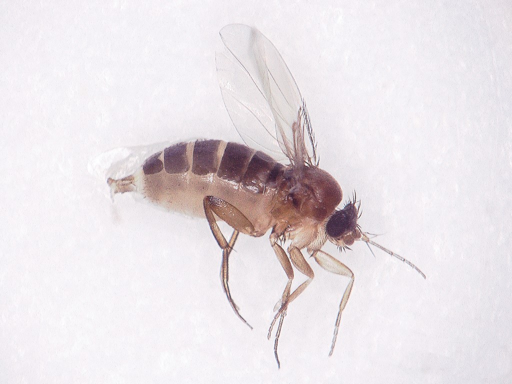 Middel femmina della mosca Phorid