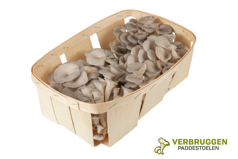 Verbruggen oyster mushrooms