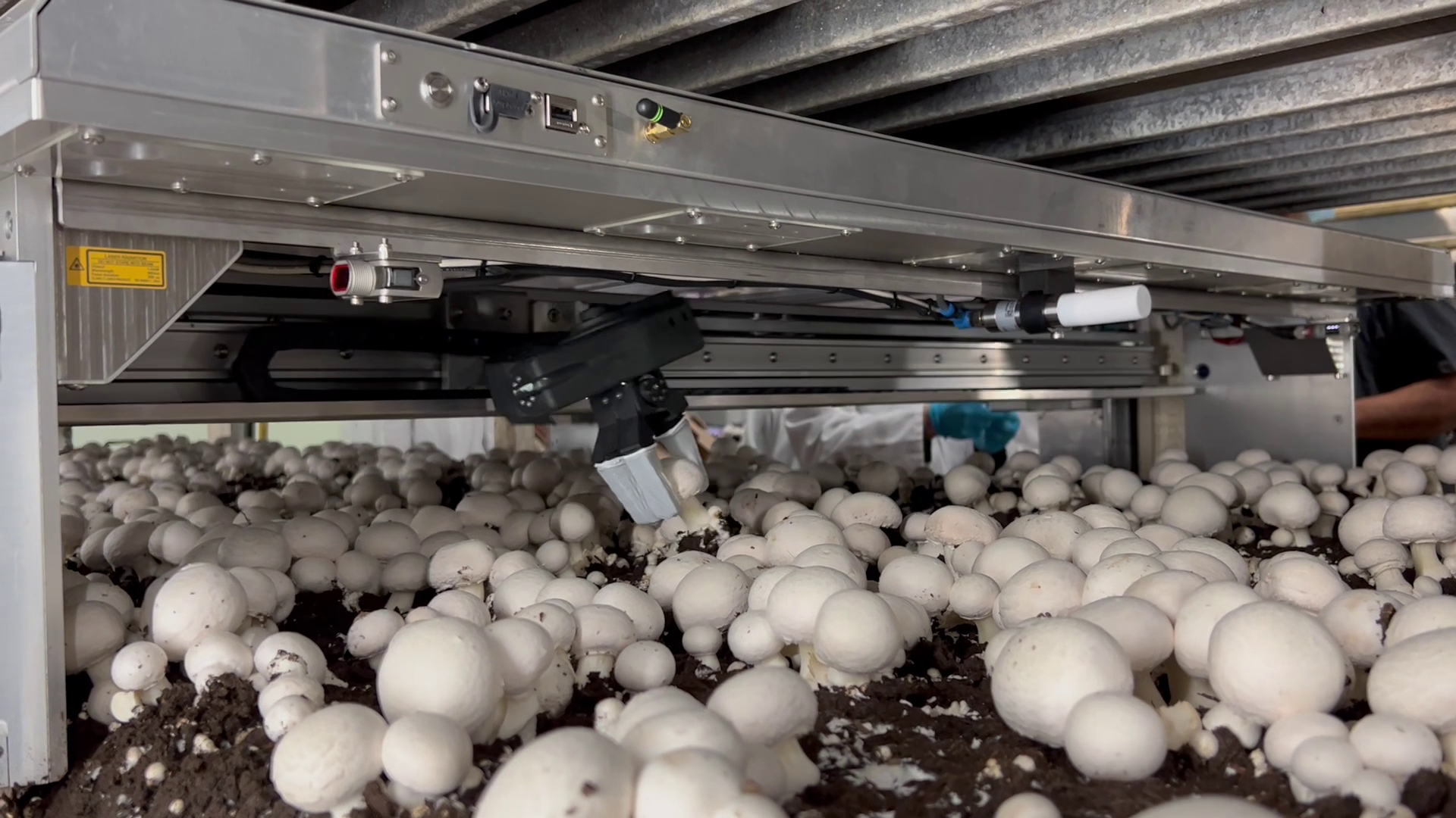 Prototype Picking Whites Whitecrest