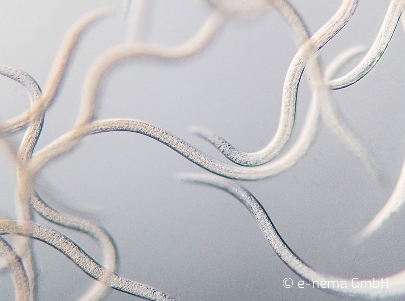 sf nematodes e nema