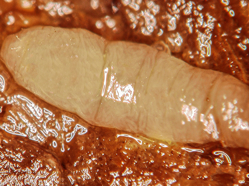 geïnfecteerde phorid larven nematoden nemycel
