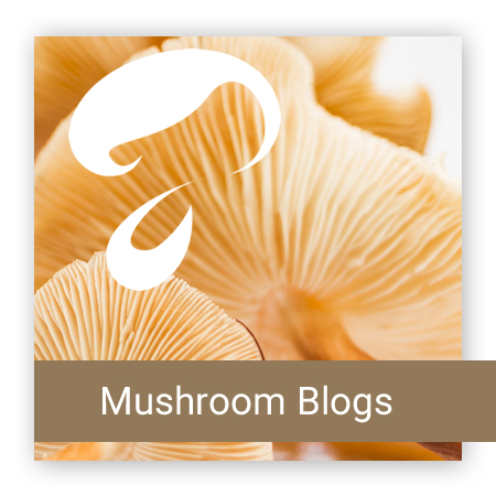 AFB 蘑菇博客
