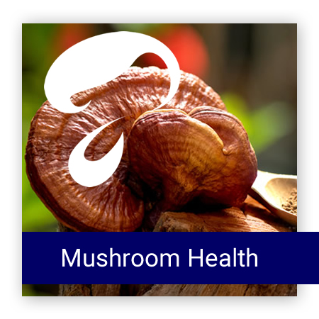 AFB 蘑菇健康