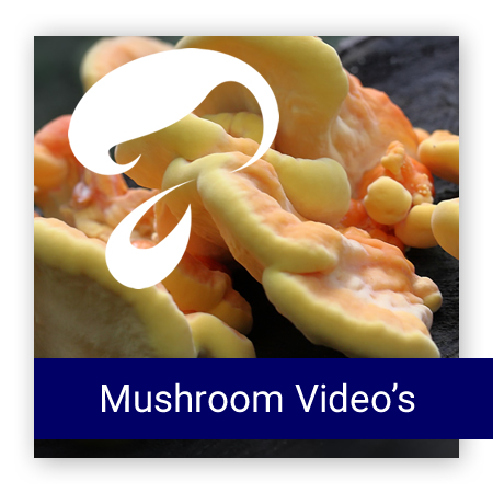 VIDEO CU ciuperci AFB