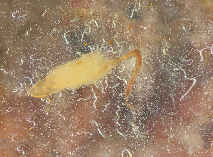 nematodes phorid larvae 1