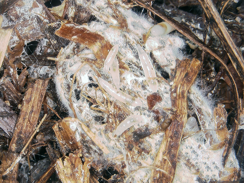 larvas fóridas micelio hongo nematodos