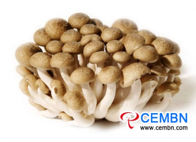 Shandong Luozhuang Vegetable Market: Analysis of Mushroom Price