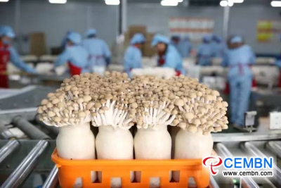 Jiudaogu Companyで生産されたキノコが南アフリカの市場に噴出
