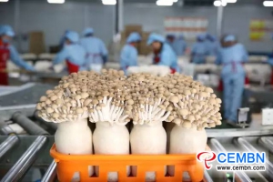 九道谷公司生产的蘑菇涌入南非市场