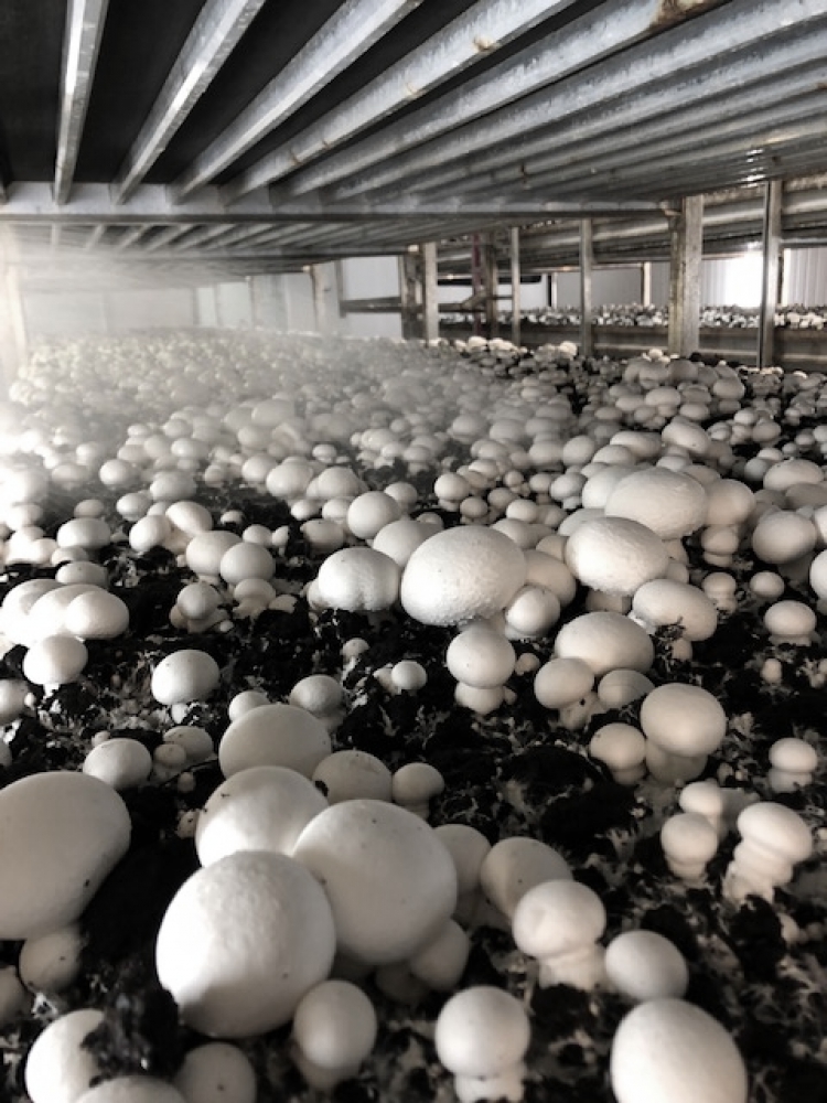Trockene Pilze mit frischer Luft