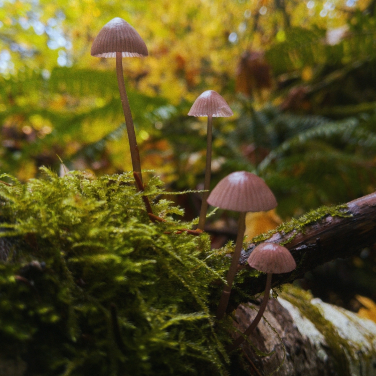 Ciupercile prosperă în timpul verii: o călătorie fascinantă în întreaga lume