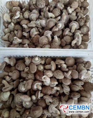 中国湖北省元安县的香菇产业热潮