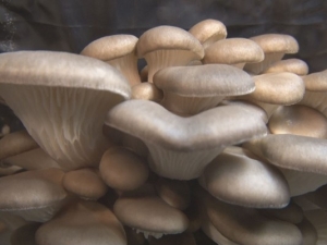 Mushroom sales in the United States