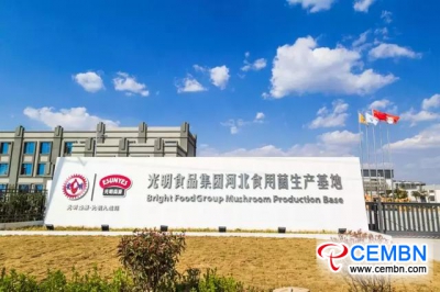 446,700 tonnes de champignons frais jaillissent sur le marché américain de la province du Hebei, en Chine