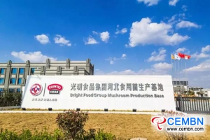 446,700 ton svežih gob priteče na ameriški trg iz province Hebei na Kitajskem