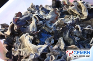 중국 : Pingdingshan시에서 처음으로 해외 버섯 수출