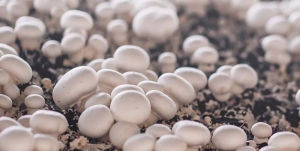 GrowTime visits Sopińscy: Innovation in Practice