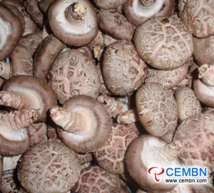 中国湖北省：蘑菇出口量从1月到10月增加了34％