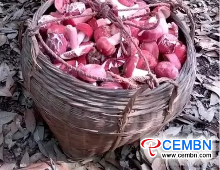 الآن حان وقت التقاط فطر Russula ، ويباع الشكل المجفف في ...
