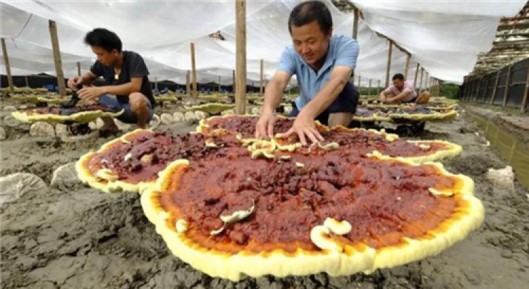 REGARDEZ! Les champignons Reishi cultivés ici sont si charmants et attrayants