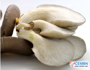 Guangdong Haijixing Market: Analiza ceny grzybów