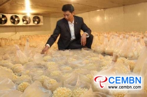 Enoki 버섯 재배 기술을 이용한 산업화 봉오리