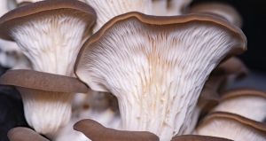 The yields and quality of golden oyster mushroom cultivated on common reed substrates