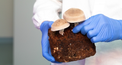Botanical genomics leader LeafWorks launches industry’s most comprehensive DNA ID tests for functional mushrooms