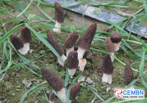 羊肚菌蘑菇种植成为促进丰富生活的金色工业