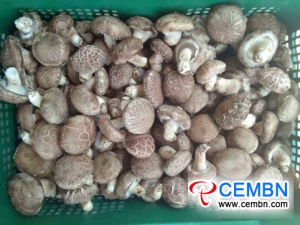 Produkty Shiitake są niedostępne w Lingshou County w prowincji Hebei w Chinach