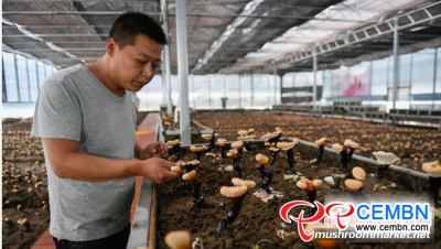 Nhân tạo trồng nấm Linh Chi Trắng đã thành công ở Tây Tạng, Trung Quốc