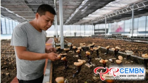 De kunstmatige teelt van White Reishi-paddenstoelen wordt opgevolgd in Tibet, China