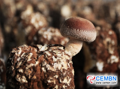 깊은 우물물은 표고 버섯의 성장에 기여합니다.