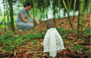 Ciupercile de bambus cultivate sub pădurea de bambus moso creează un nou viitor bogat