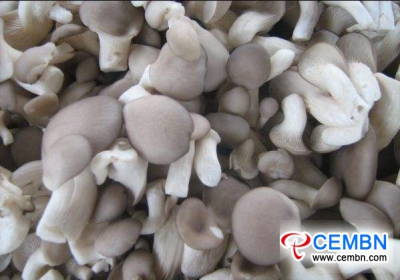 Pekinško Fengtai tržište: analiza cijene gljiva