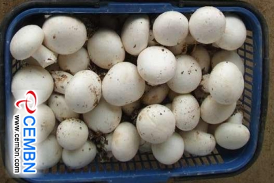 Рынок Шаньдун Хуаншань: анализ цен на грибы