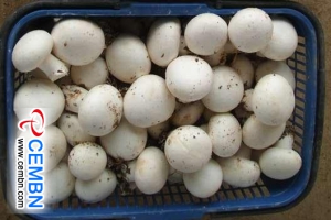 山东黄山市场：蘑菇价格分析