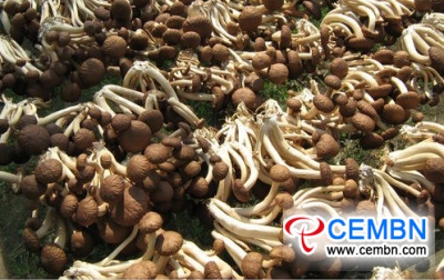 Shaanxi Xinqiao Market: analyse van champignonprijs