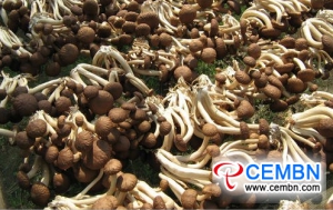 Shaanxi Xinqiao Rynek: Analiza ceny grzybów