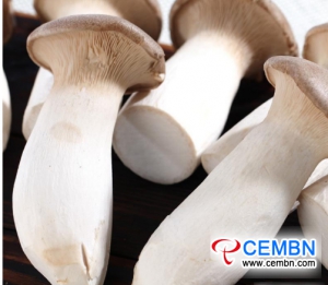 Guangdong Haijixing market: analysis of mushroom price