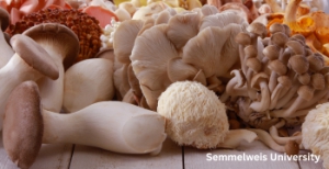 PRESS RELEASE: Medicinal mushrooms show promise for combating insulin resistance