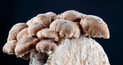Pilze sprießen neues Leben in einem abgelegenen Wollschuppen