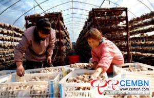 Producenci grzybów witają pierwszą partię Shiitake
