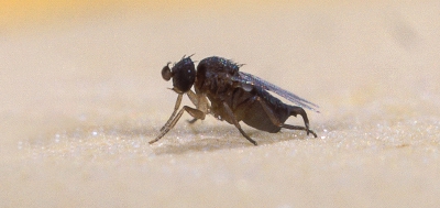 蘑菇栽培中的 Phorid flies (Megaselia halterata) 控制——夏末变得越来越热，时间越来越长