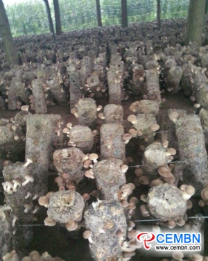 버섯 산업의 산업 빈곤 완화는 빚을 갚는다.