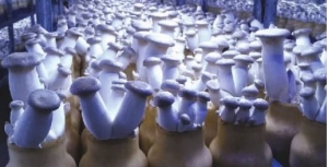 Produkcja grzybów ostrygowych w trybie butelkowym daje przystojną sprzedaż eksportową